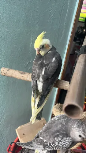 Gaiola para calopsita