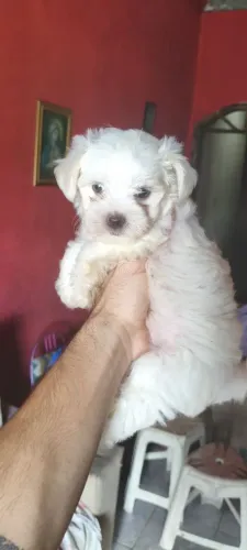 Cachorro shih Tzu