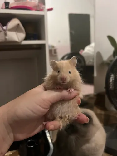 Hamster sírio angorá