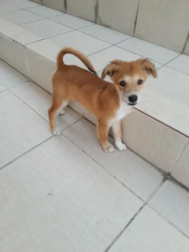 Doação de cadelinha