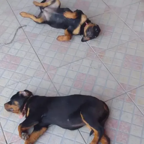 VENDO EXCELENTES FILHOTES ROTTWEILER PEDIGREE VACINA IMPORTADA VERMIFUGADOS