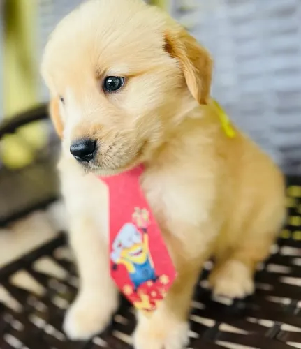 Cachorro 