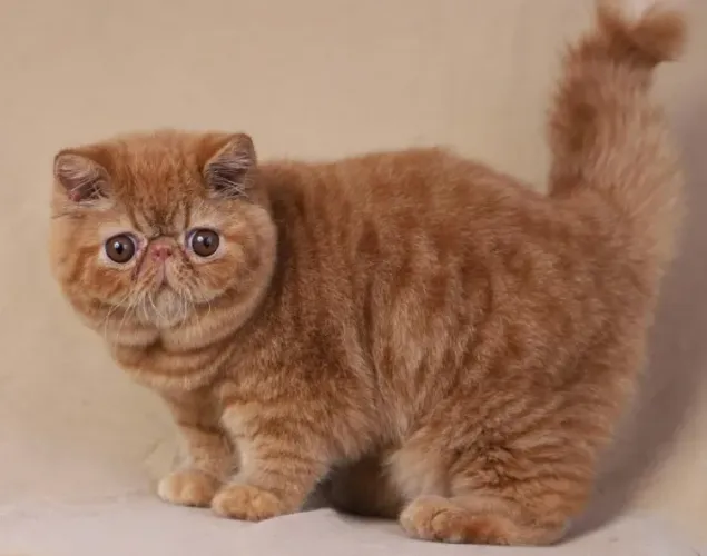 Gato Persa