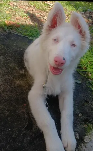 Cachorro boder collie 