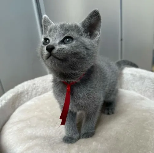 Russian Blue Femea