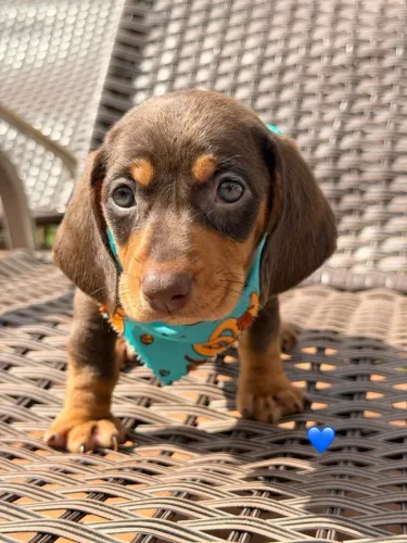 PROMO dachshund chocolate