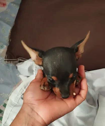 Pinscher macho 
