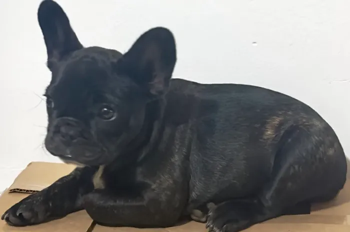 Vendo filhote de Bulldog Francês fêmea