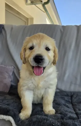 Filhotes disponíveis - Seu Próximo Filhote com Atendimento Profissional - Golden Retriever