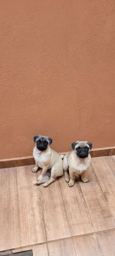 Casal de Pug