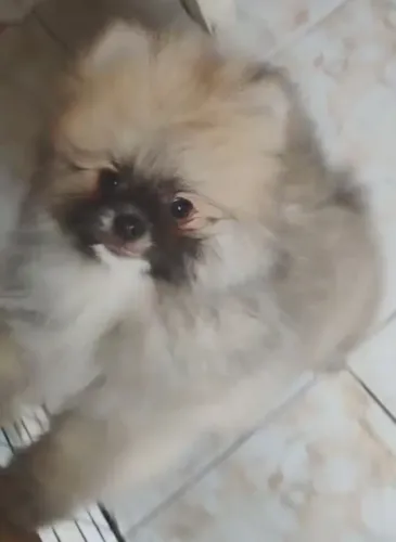 Lulú da Pomerania macho com pedigree