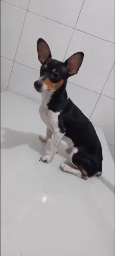 Cachorro Macho 1 Ano Pinscher