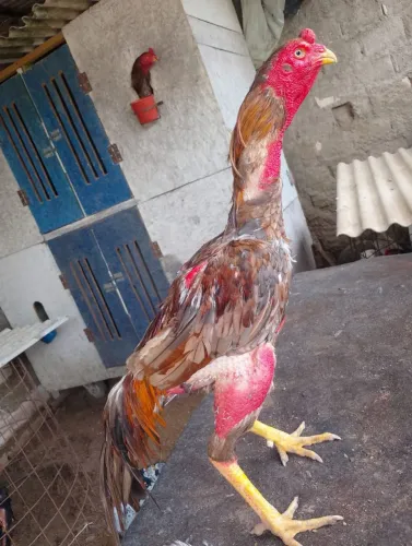 Vendo galo carioca