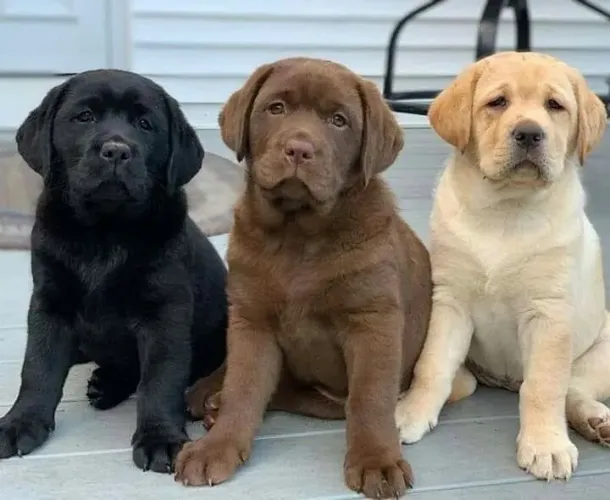 Labrador - Um Laço De Amizade Para A Vida Toda