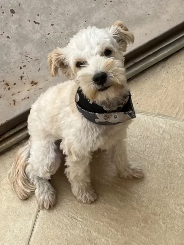 Poodle macho 