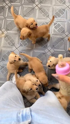 Doação de filhotes de Golden Retriever