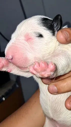 Bull Terrier inglês standard - Fêmea Piratinha