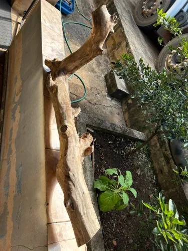 Vendo tronco natural de goiabeira para aquário