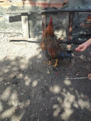 Galinha caipira 