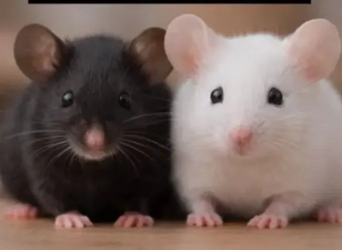 ratos camundongos coloridos R$10 Unidade