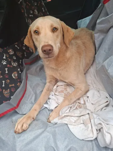Cachorra fêmea, castrada, resgatada, de Apucarana
