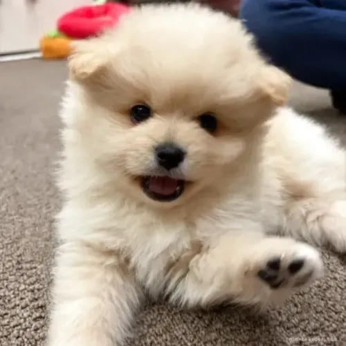 Neném curioso e dócil Spitz Alemão/ Lulu da Pomerânia/ anão/ anãozinho