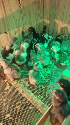 Pintinhos de Galinha tradicional balão de Baixa Grande