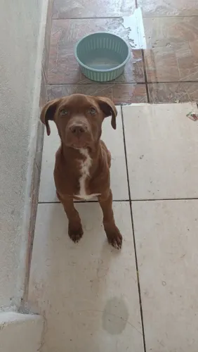 Pitbull Filhote