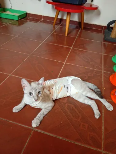 Doa se gatinha fêmea castrada 