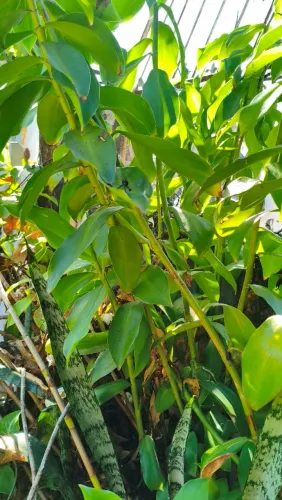 Doação de cana do brejo ou cana de macaco 