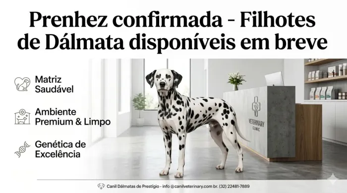 FILHOTES DE DÁLMATA À CAMINHO