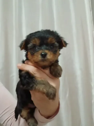 Yorkshire terrier machinho