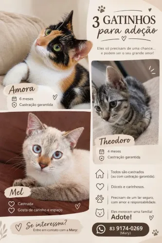 Três gatinhos para adoção responsável