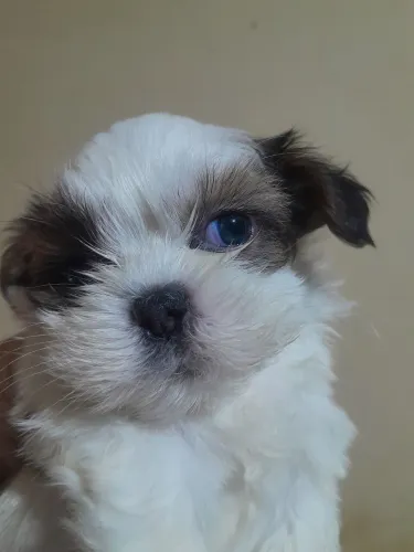 Shih-tzu disponivel