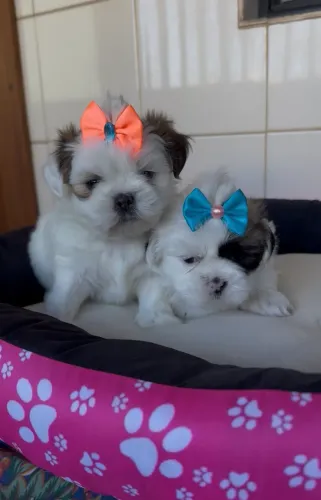 Shih tzu fêmea mini legítima com pedigree