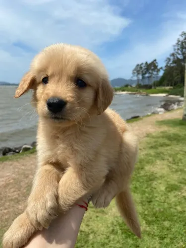 golden dourado