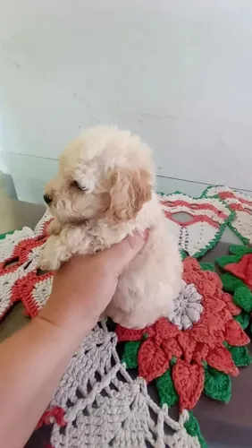 Poodle toy( original) puro macho e fêmea 