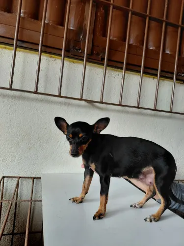 Vendo lindos filhotes de Pincher