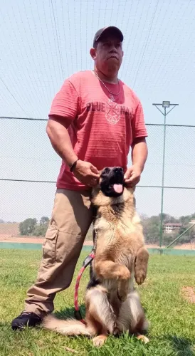Adestramento de cães