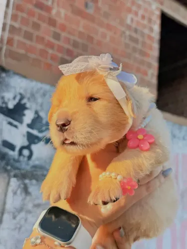 Filhotes Golden Retriever (reserva)
