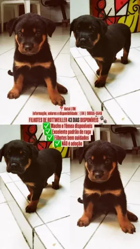 FILHOTES DE ROTTWEILLER DISPONÍVEL