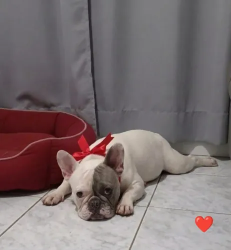 Doação de Bulldog Francês