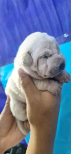 SHAR PEI 
