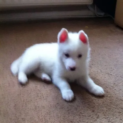 Filhotes de Husky Siberiano | Carinho sem medidas.