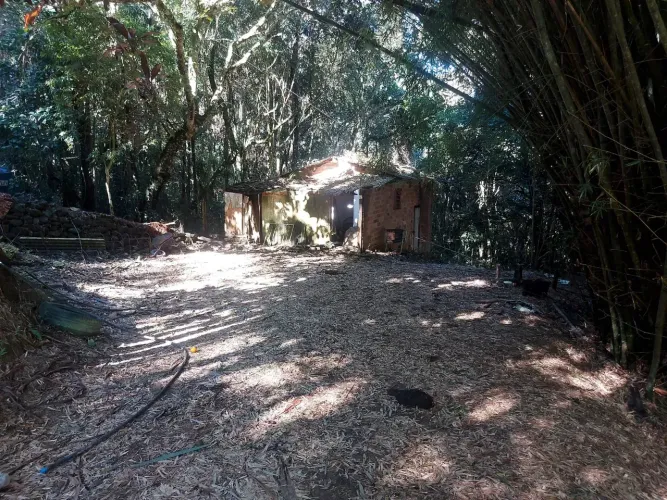 chacrinha na mata nativa em Piracaia SP