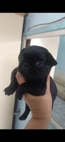 pug preto macho