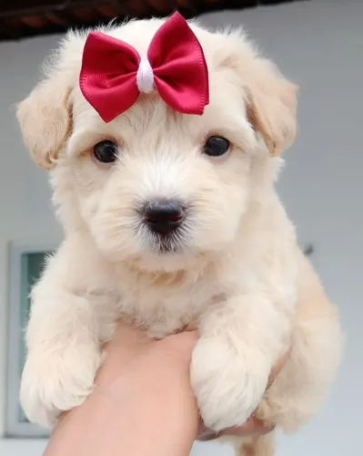 Poodle Mini Toy fêmea!!!
