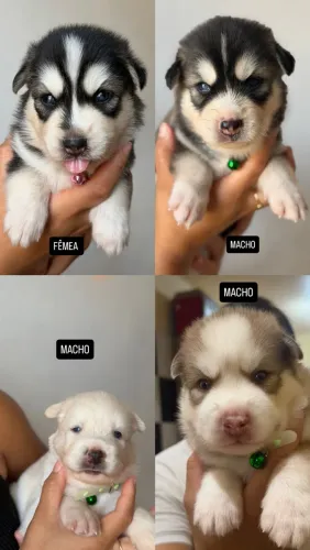 Husky siberiano