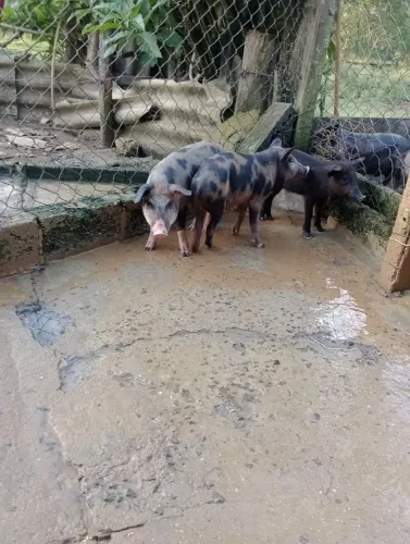 Leitoa