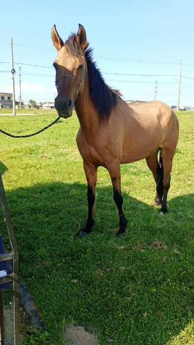 Cavalo campolina 